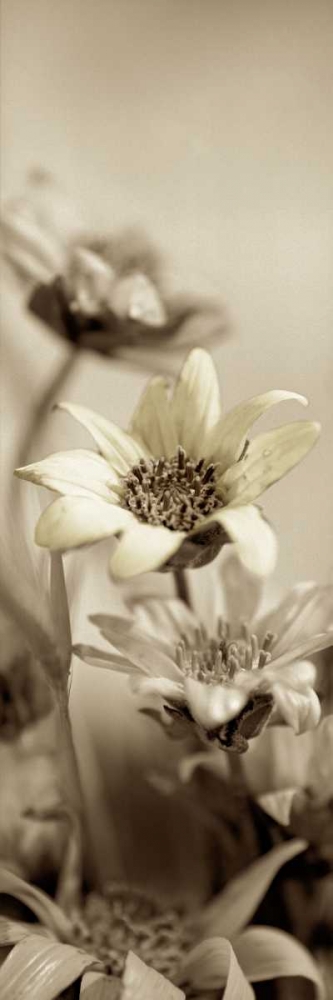 Florison - 79 art print by Alan Blaustein for $57.95 CAD