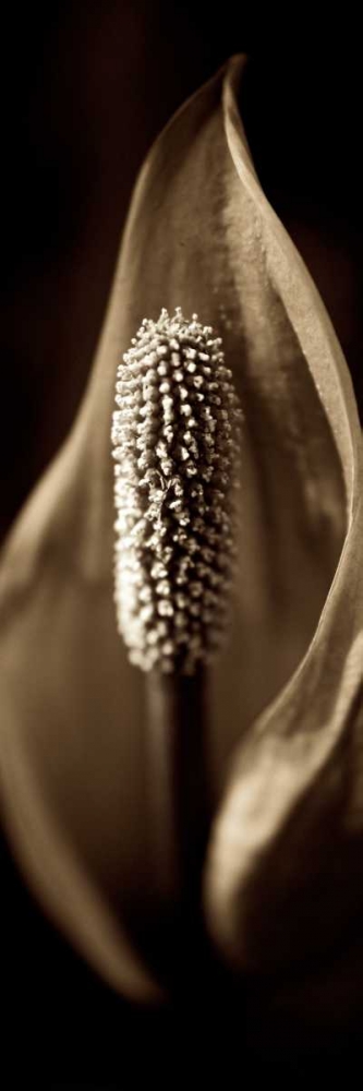 Florison - 95 art print by Alan Blaustein for $57.95 CAD