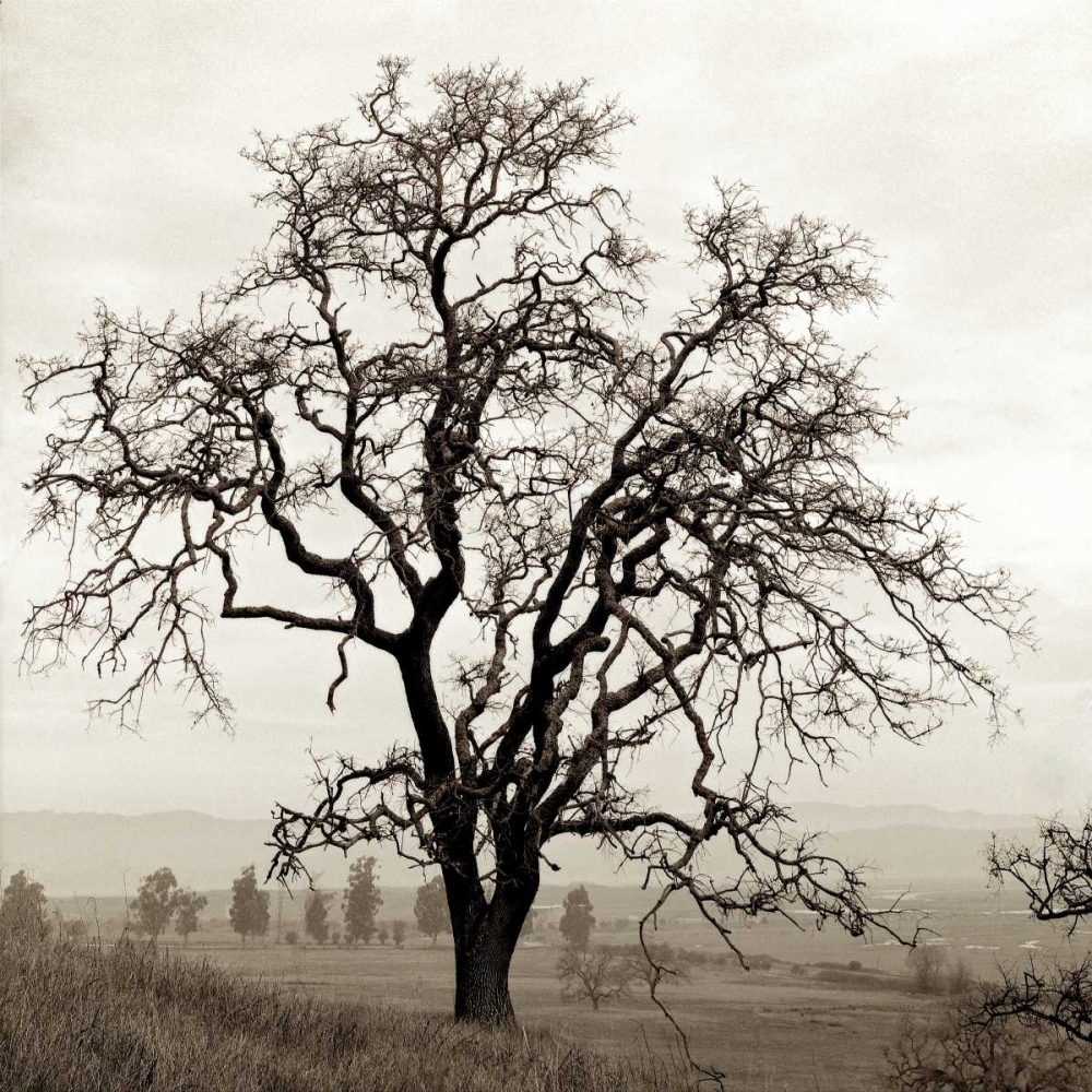 Sonoma Oak - 1 art print by Alan Blaustein for $57.95 CAD
