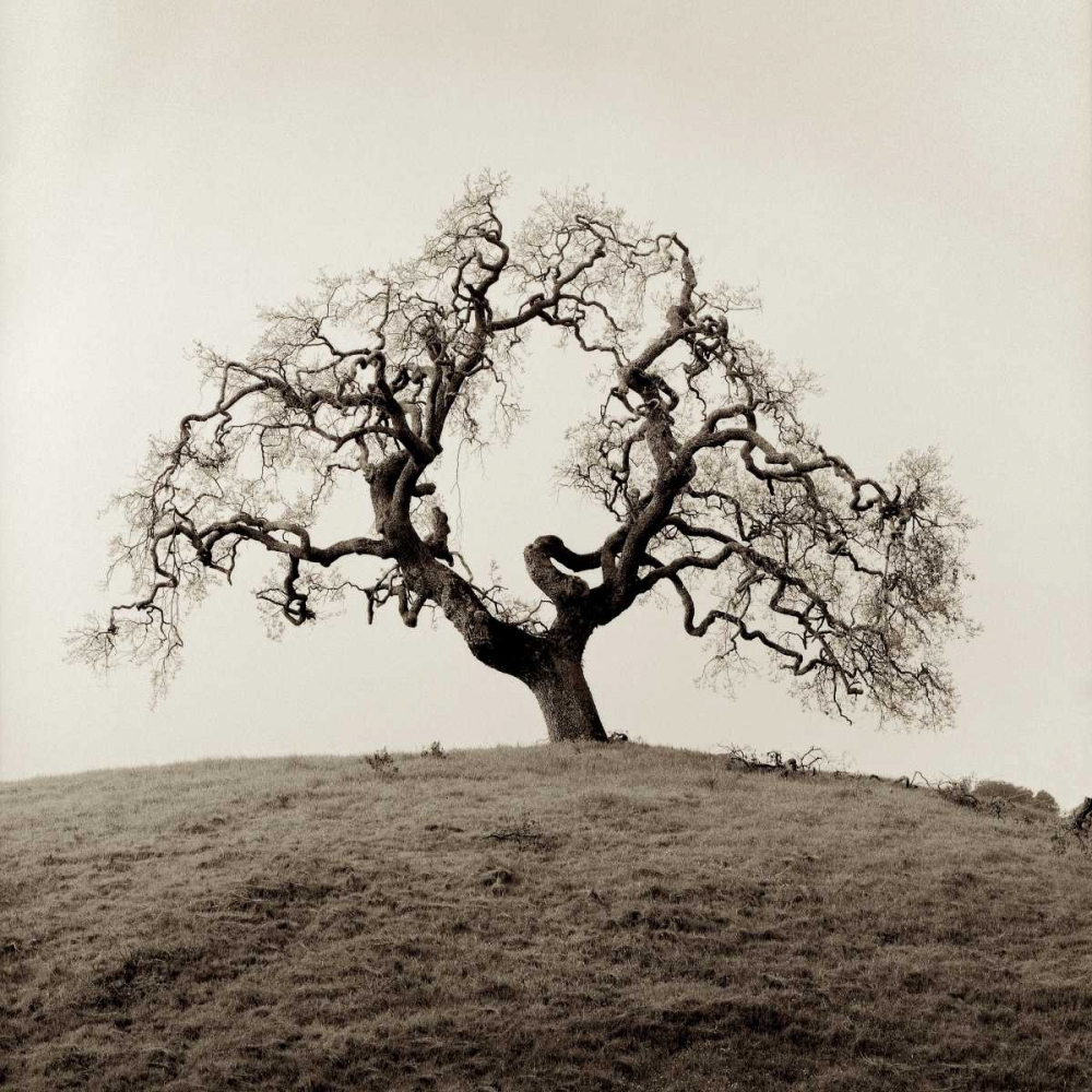 Sonoma Oak - 2 art print by Alan Blaustein for $57.95 CAD