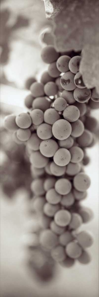 Grapes Pano - 3 art print by Alan Blaustein for $57.95 CAD