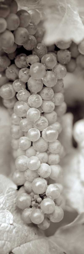 Grapes Pano - 12 art print by Alan Blaustein for $57.95 CAD