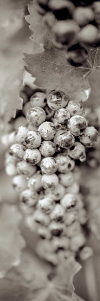 Grapes Pano - 16 art print by Alan Blaustein for $57.95 CAD