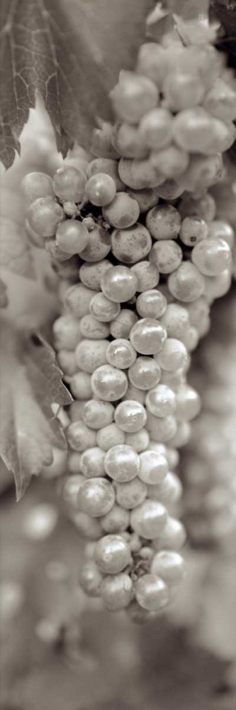 Grapes Pano - 18 art print by Alan Blaustein for $57.95 CAD