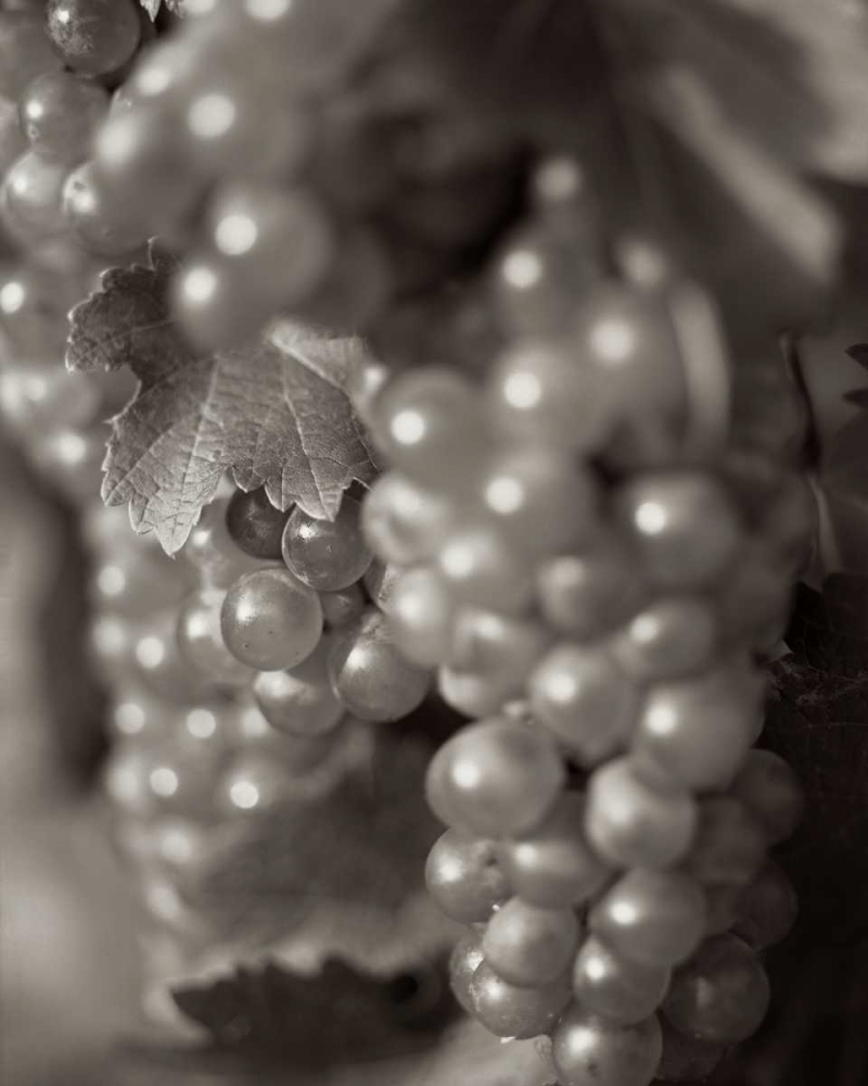 Grapes - 19 art print by Alan Blaustein for $57.95 CAD