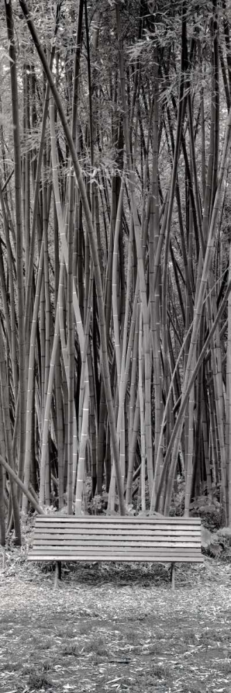 Orto Botanico - 1 art print by Alan Blaustein for $57.95 CAD