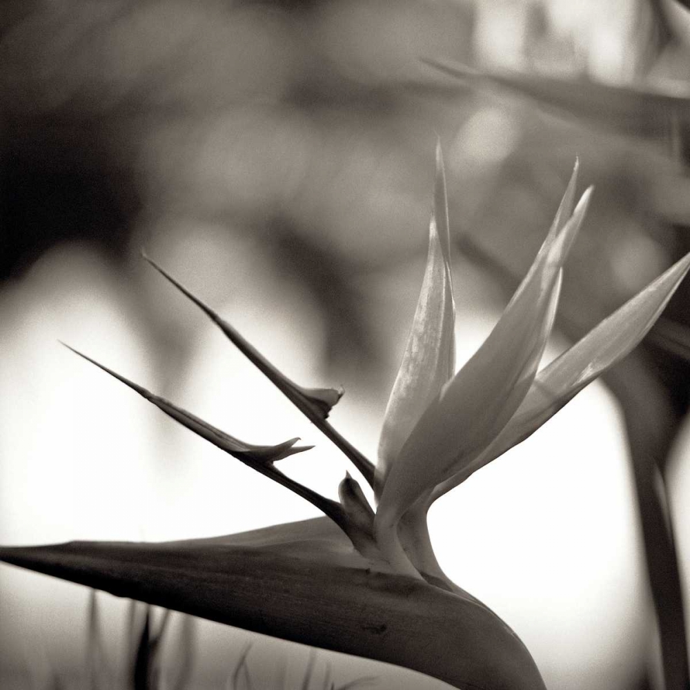 Florison - 29 art print by Alan Blaustein for $57.95 CAD