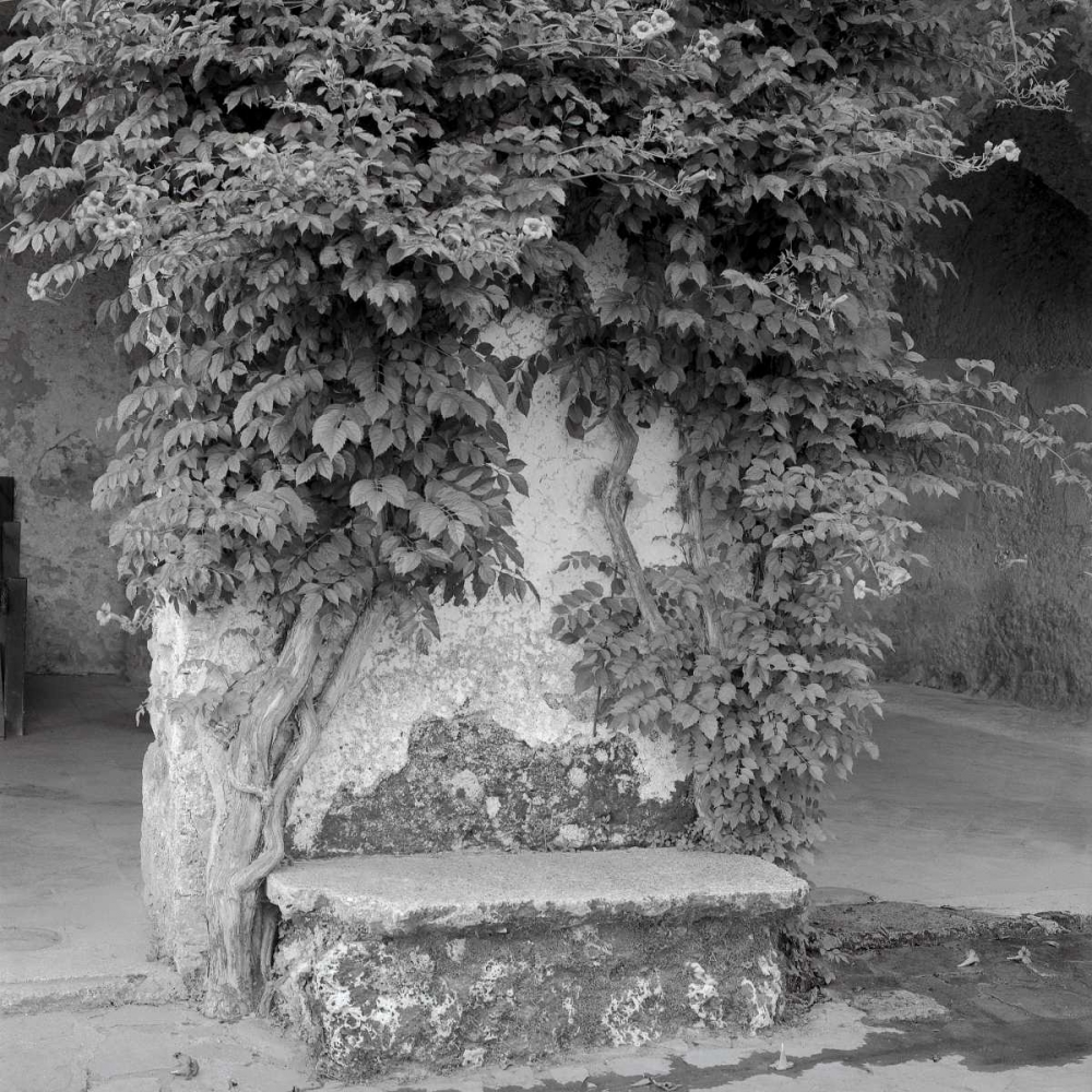 Campagnia - 2 art print by Alan Blaustein for $57.95 CAD