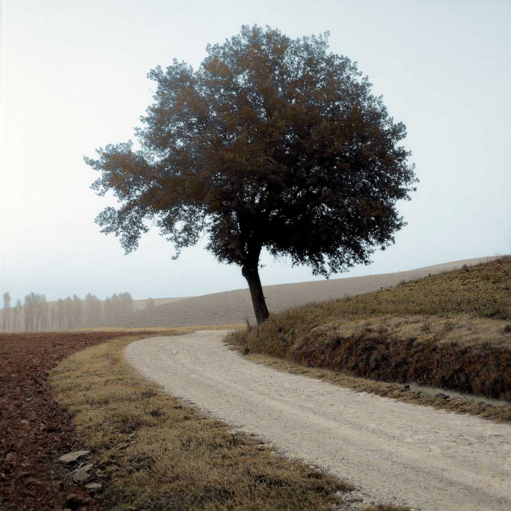 Tuscany - 12 art print by Alan Blaustein for $57.95 CAD