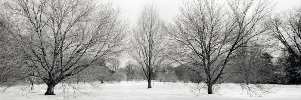 Winter Garden - 1 art print by Alan Blaustein for $57.95 CAD