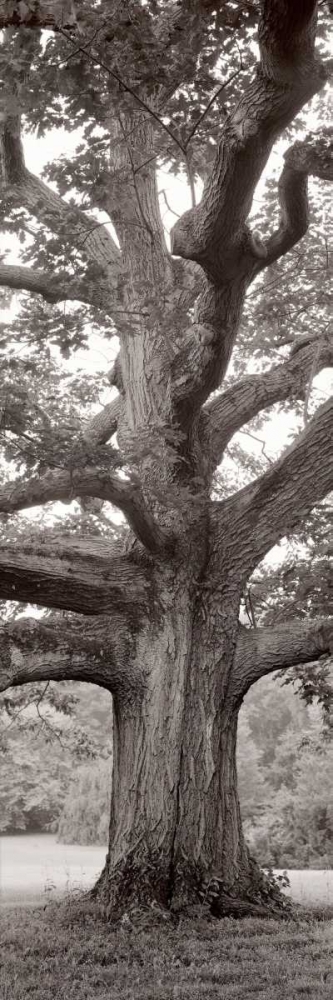 Hampton Field Tree - 2 art print by Alan Blaustein for $57.95 CAD