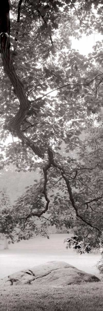Hampton Field Tree - 1 art print by Alan Blaustein for $57.95 CAD