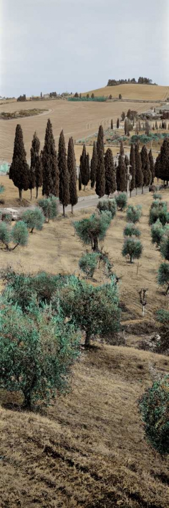 Tuscany - 13 art print by Alan Blaustein for $57.95 CAD