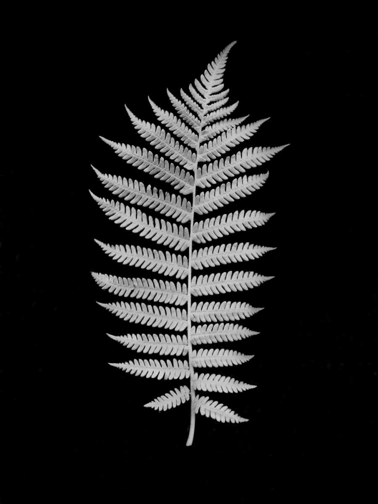 Floral B-W - 19 art print by Alan Blaustein for $57.95 CAD