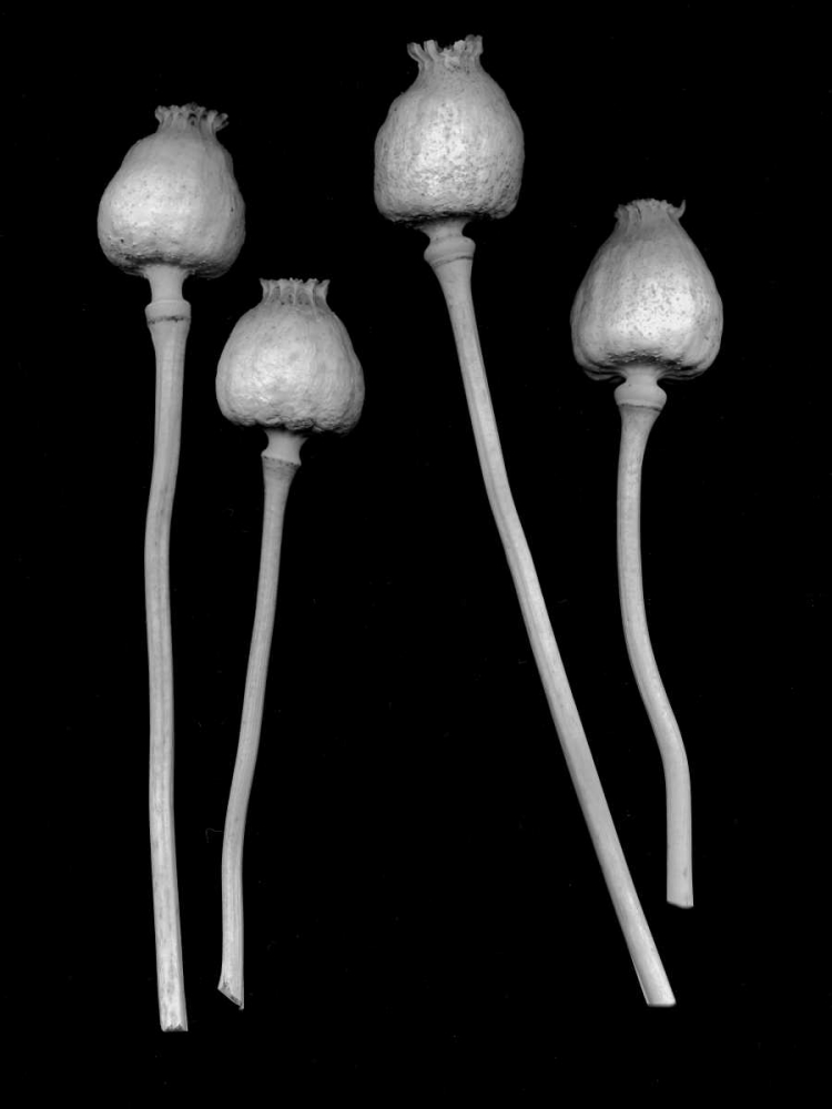 Floral B-W - 21 art print by Alan Blaustein for $57.95 CAD