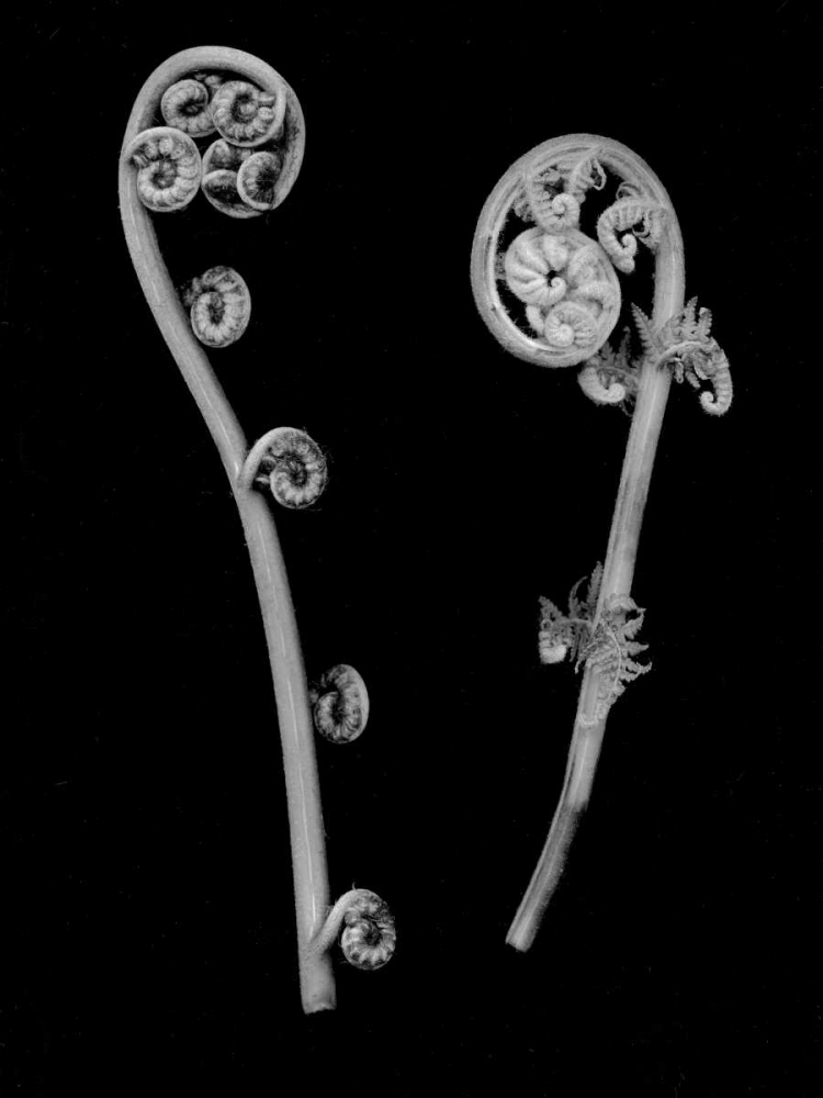 Floral B-W - 22 art print by Alan Blaustein for $57.95 CAD