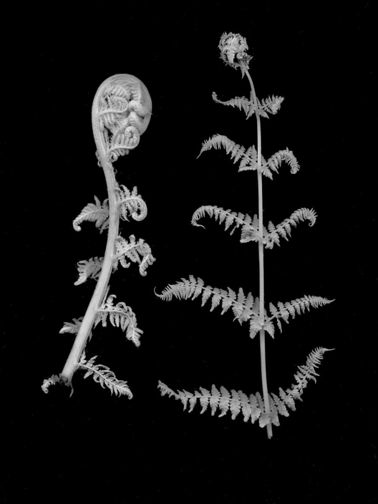 Floral B-W - 23 art print by Alan Blaustein for $57.95 CAD