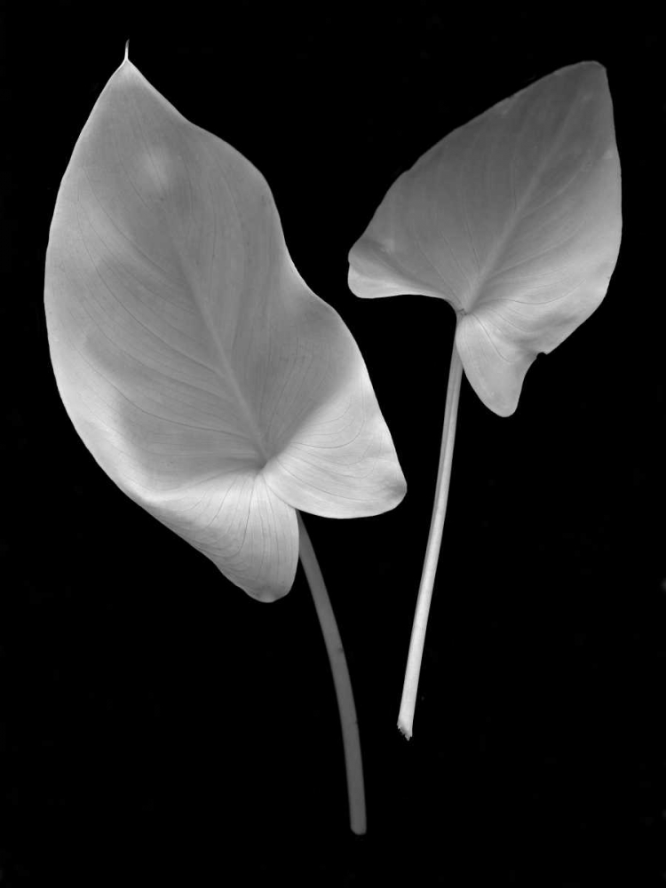 Floral B-W - 24 art print by Alan Blaustein for $57.95 CAD