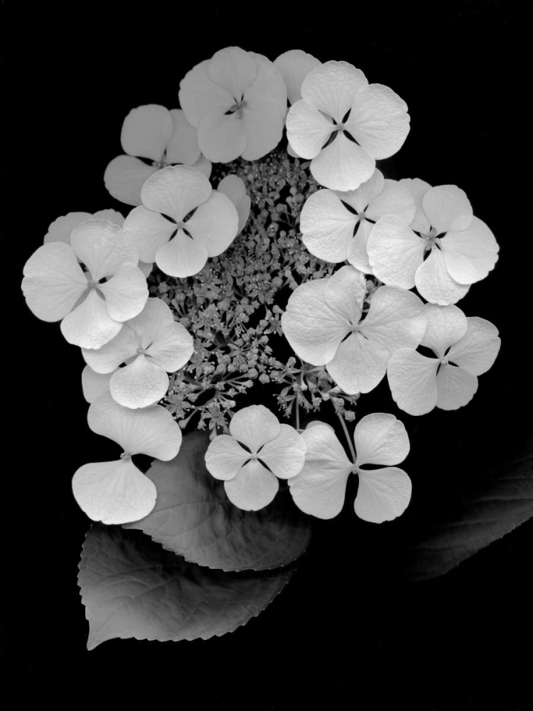 Floral B-W - 25 art print by Alan Blaustein for $57.95 CAD