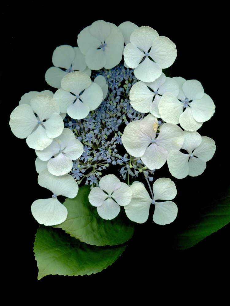 Floral Color - 25 art print by Alan Blaustein for $57.95 CAD