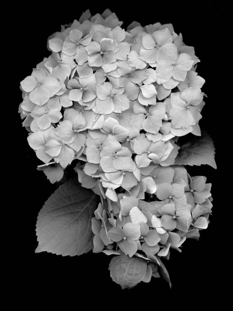 Floral B-W - 26 art print by Alan Blaustein for $57.95 CAD