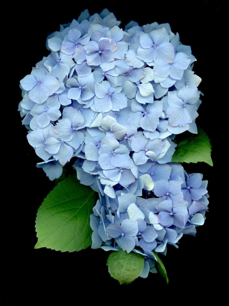 Floral Color - 26 art print by Alan Blaustein for $57.95 CAD