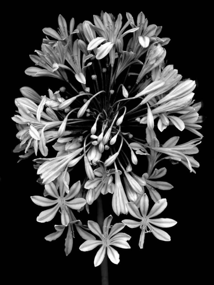 Floral B-W - 27 art print by Alan Blaustein for $57.95 CAD