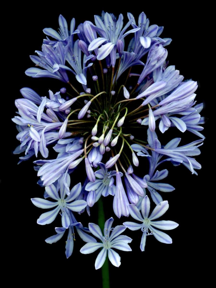 Floral Color - 27 art print by Alan Blaustein for $57.95 CAD