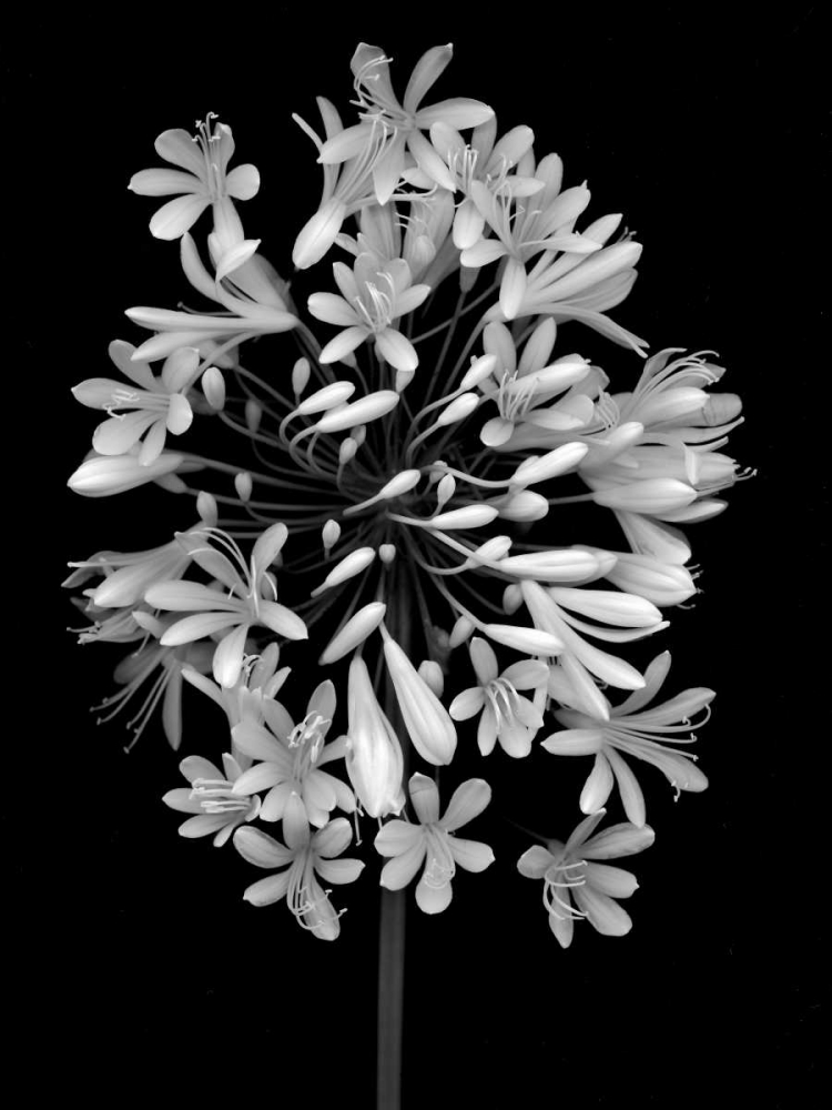 Floral B-W - 28 art print by Alan Blaustein for $57.95 CAD