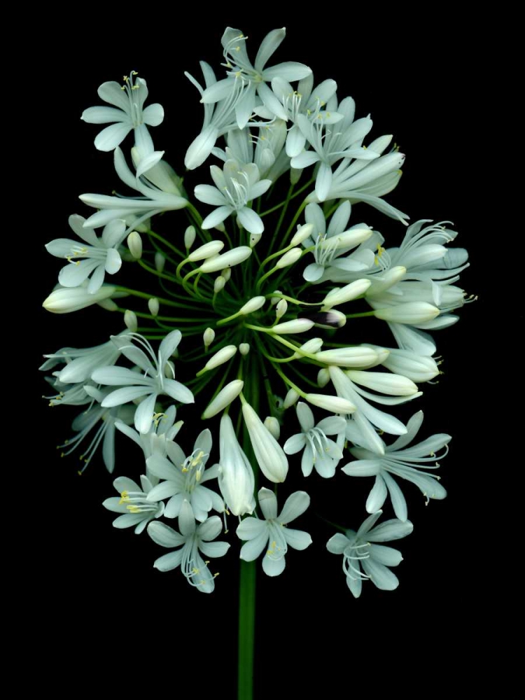 Floral Color - 28 art print by Alan Blaustein for $57.95 CAD