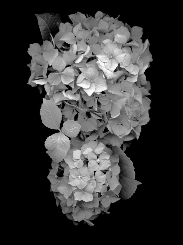 Floral B-W - 29 art print by Alan Blaustein for $57.95 CAD