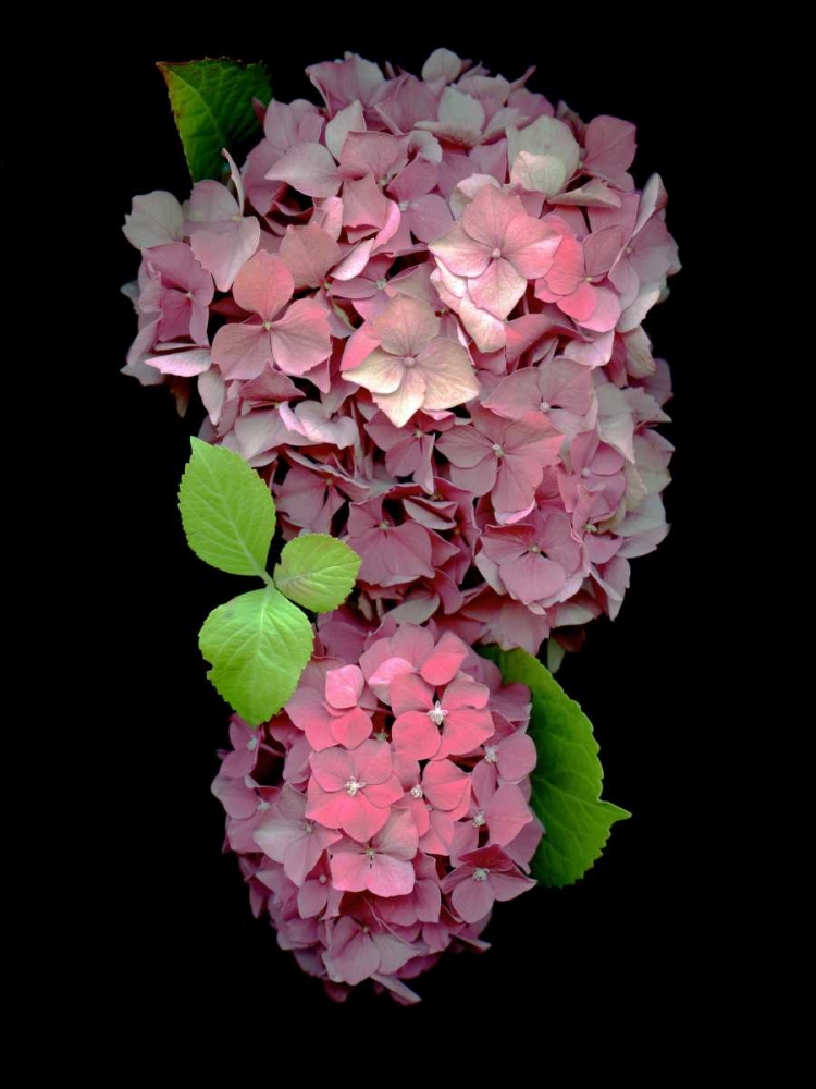 Floral Color - 29 art print by Alan Blaustein for $57.95 CAD