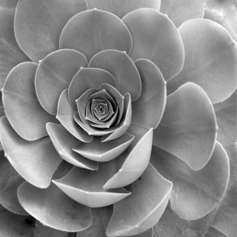 Floral - 22 art print by Alan Blaustein for $57.95 CAD