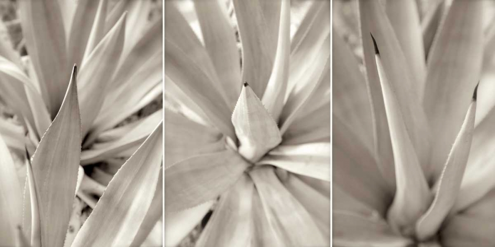 Floral Panel - 4 art print by Alan Blaustein for $57.95 CAD