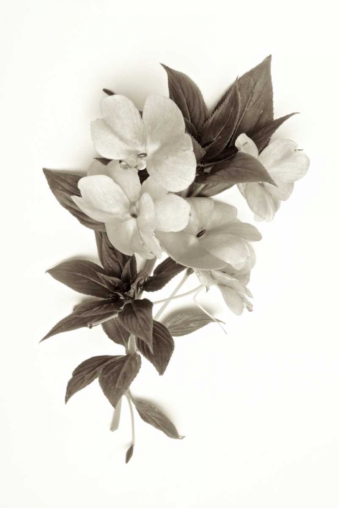 Garden Bloom - 4 art print by Alan Blaustein for $57.95 CAD