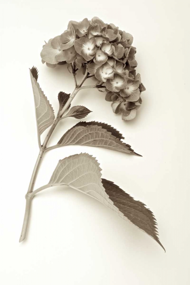 Garden Bloom - 1 art print by Alan Blaustein for $57.95 CAD