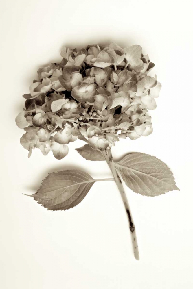Garden Bloom - 2 art print by Alan Blaustein for $57.95 CAD