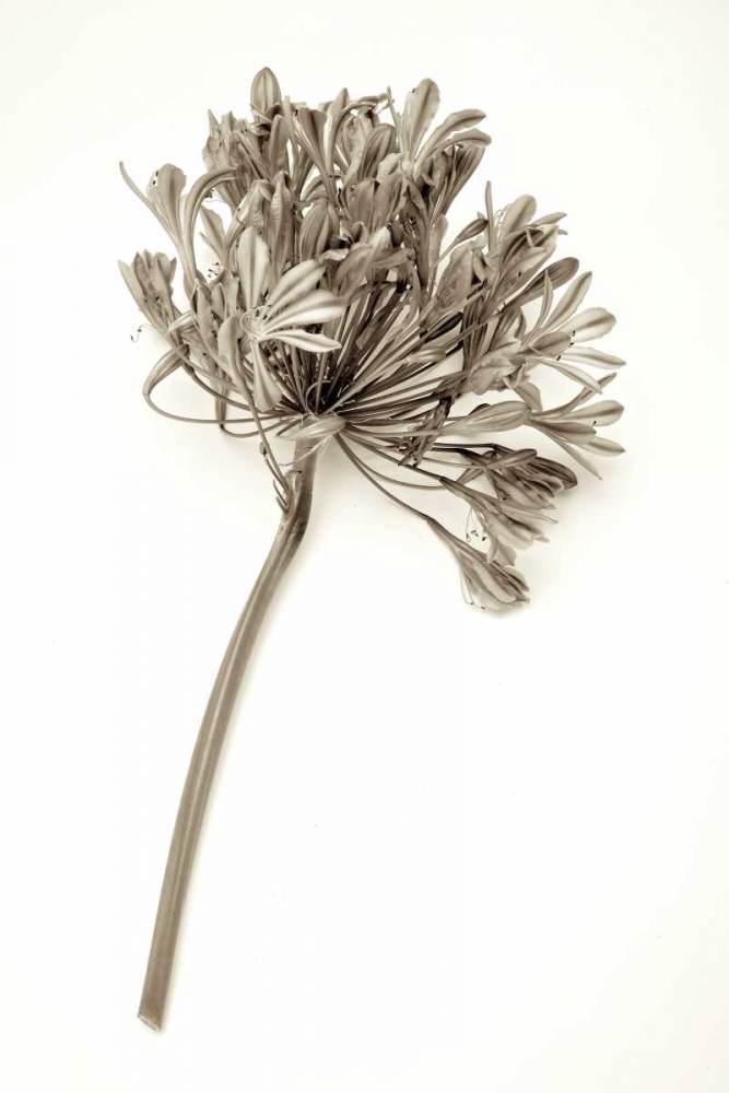 Garden Bloom - 9 art print by Alan Blaustein for $57.95 CAD