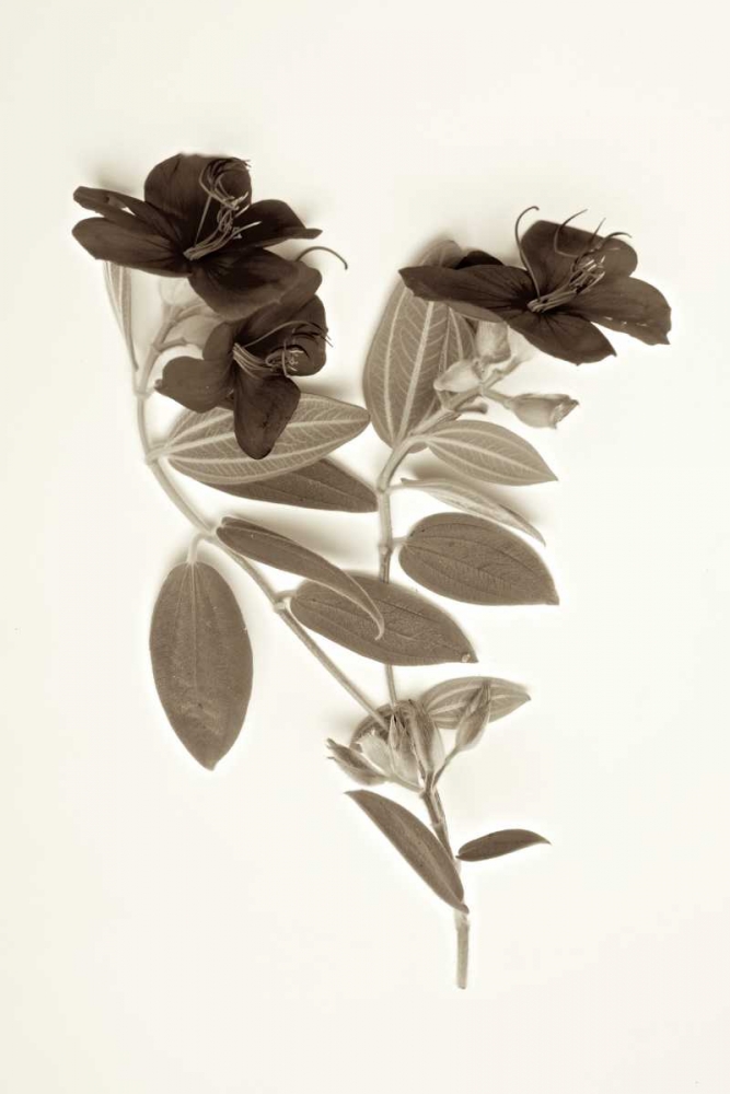 Garden Bloom - 6 art print by Alan Blaustein for $57.95 CAD