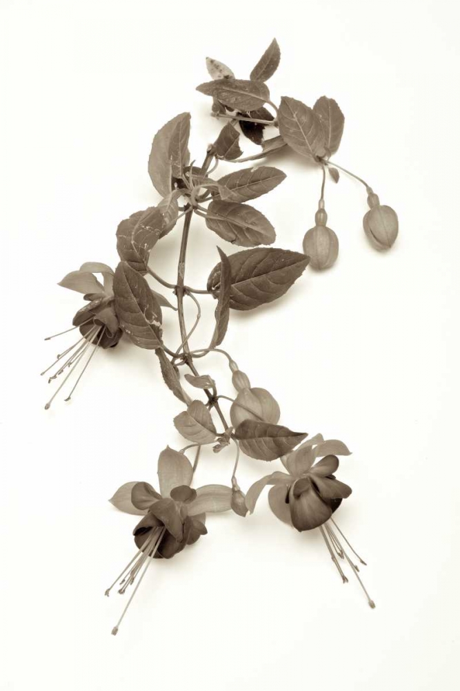 Garden Bloom - 7 art print by Alan Blaustein for $57.95 CAD