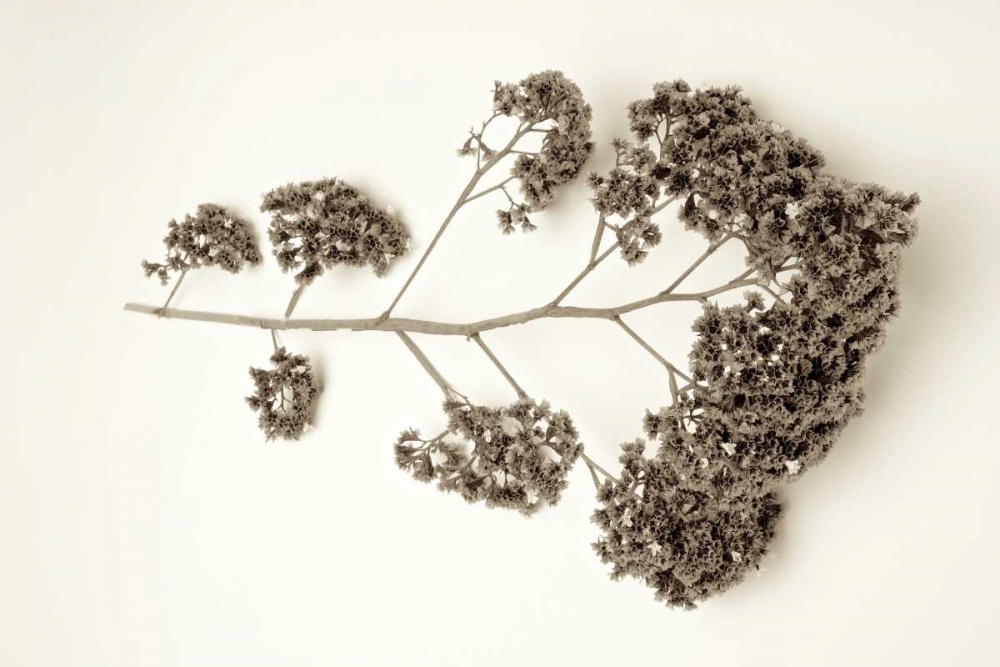 Garden Bloom - 21 art print by Alan Blaustein for $57.95 CAD