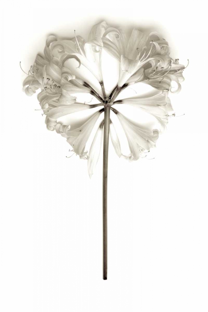 Garden Bloom - 11 art print by Alan Blaustein for $57.95 CAD