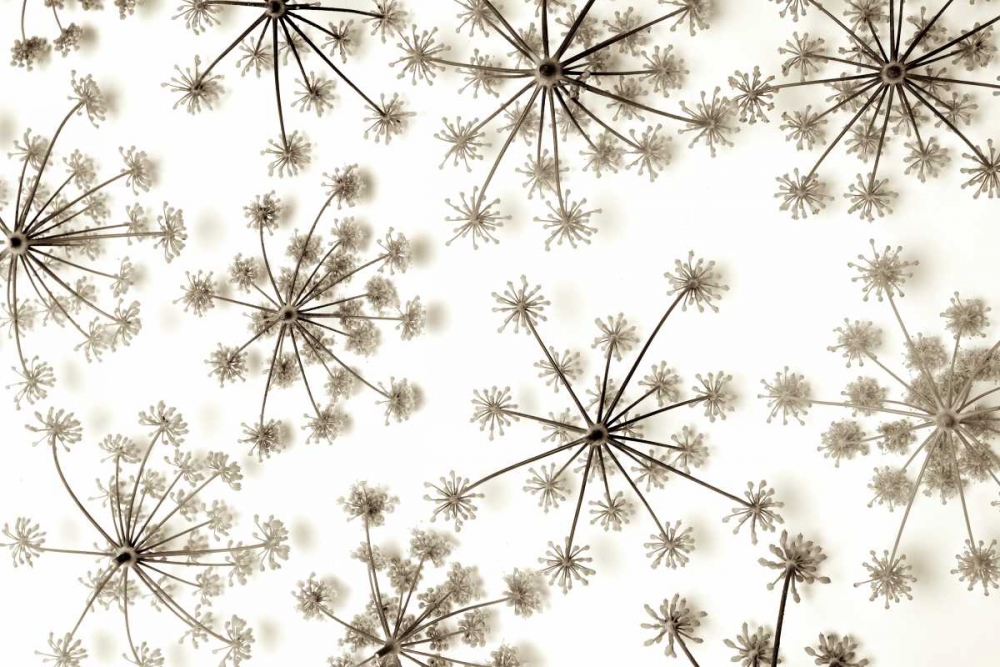Garden Bloom - 20 art print by Alan Blaustein for $57.95 CAD