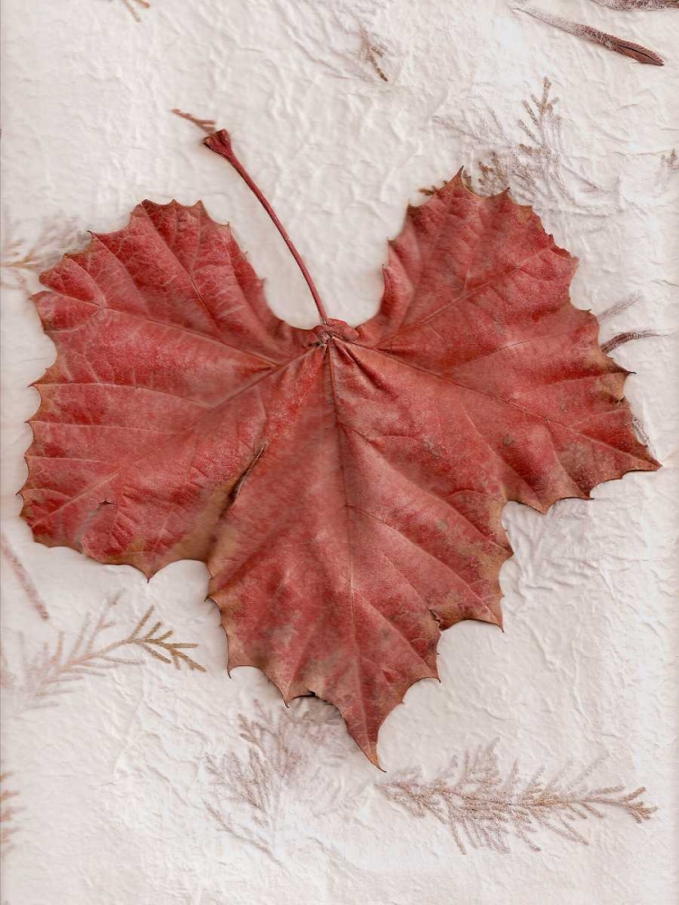 Floral - 31 art print by Alan Blaustein for $57.95 CAD