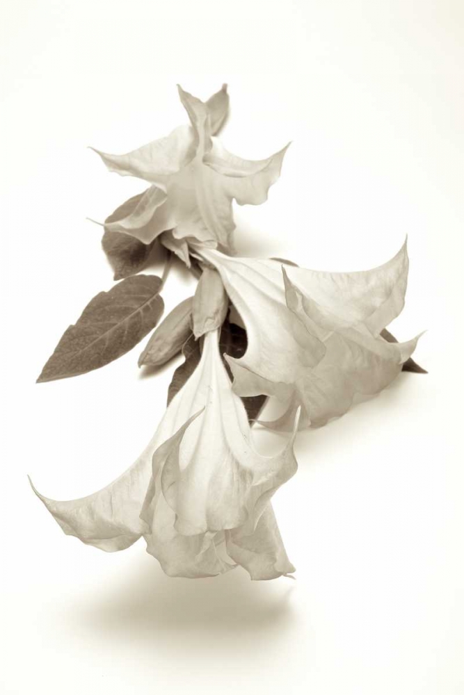 Garden Bloom - 13 art print by Alan Blaustein for $57.95 CAD
