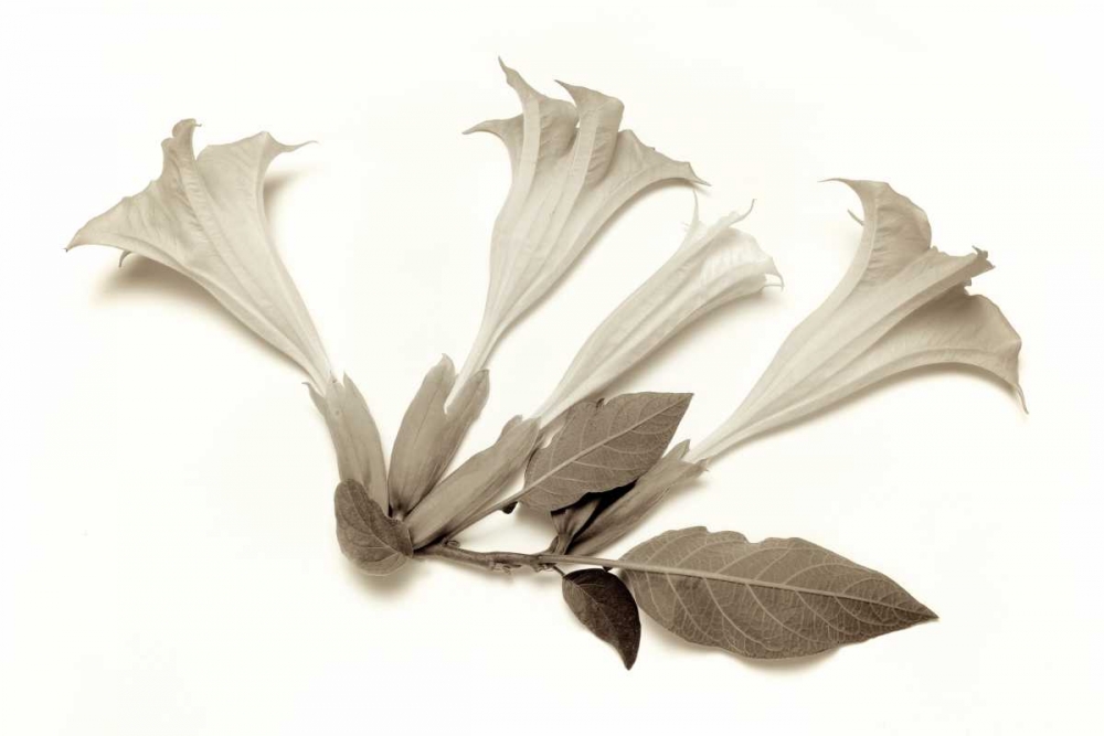 Garden Bloom - 22 art print by Alan Blaustein for $57.95 CAD