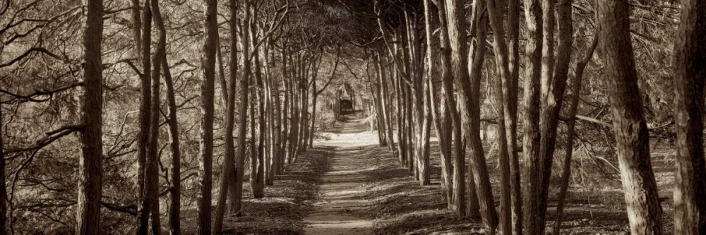 Hampton Gates Promenade - 2 art print by Alan Blaustein for $57.95 CAD