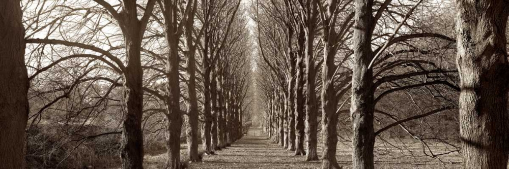 Hampton Gates Promenade - 1 art print by Alan Blaustein for $57.95 CAD