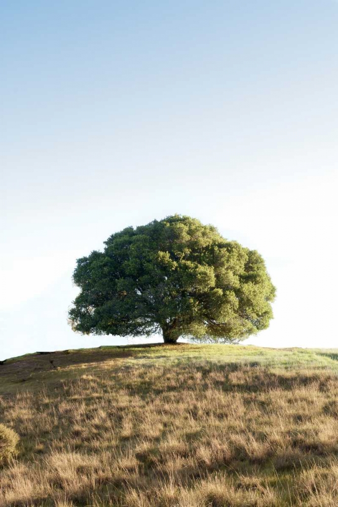 Oak Tree - 77 art print by Alan Blaustein for $57.95 CAD