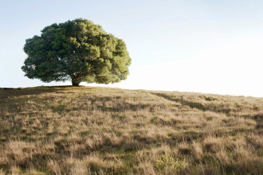 Oak Tree - 76 art print by Alan Blaustein for $57.95 CAD